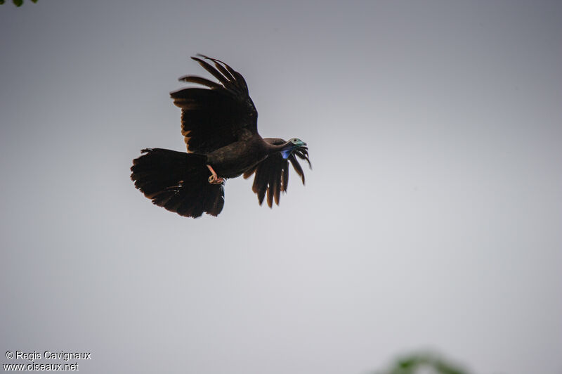 Trinidad Piping Guanadult, Flight