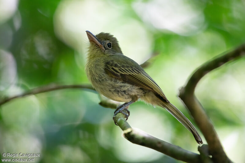 Eastern Olivaceous Flatbill