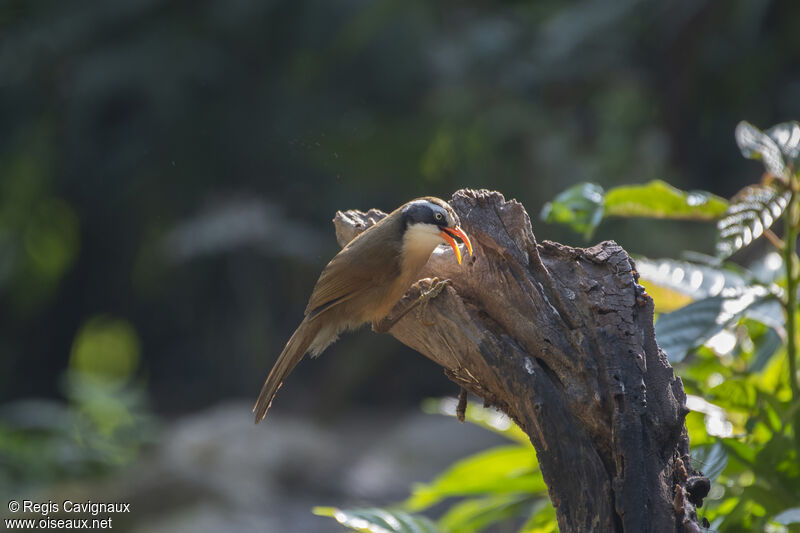 Black-crowned Scimitar Babbleradult