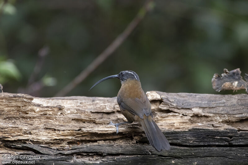 Slender-billed Scimitar Babbleradult