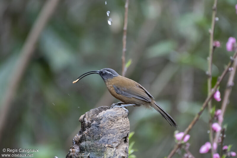 Slender-billed Scimitar Babbler