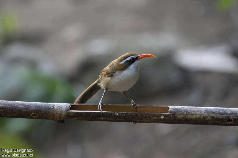 Red-billed Scimitar Babbleradult