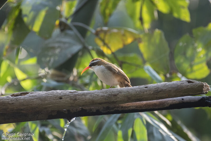 Red-billed Scimitar Babbleradult