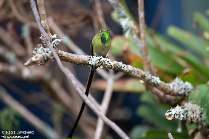 Black-tailed Trainbearer male adult breeding