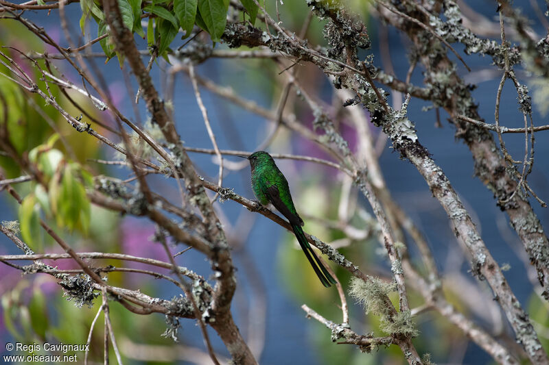 Green-tailed Trainbearer male adult breeding