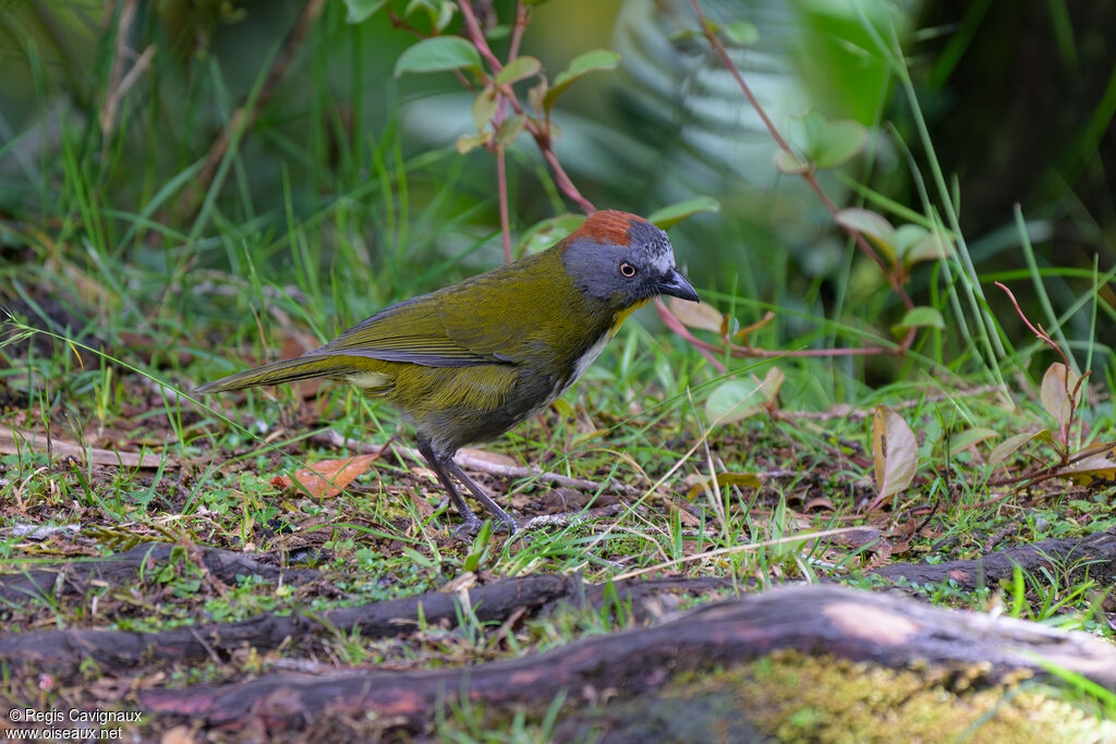 Siffleur à nuque rousse - Carillonneur à nuque rousse<br />adulte nuptial, identification