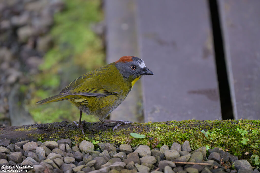 Rufous-naped Bellbird - Carillonneur à nuque rousse<br />adult breeding, identification
