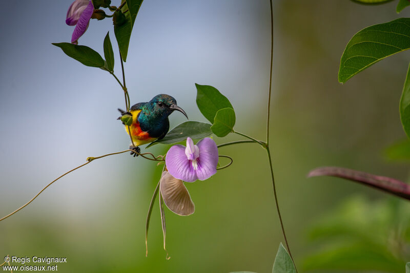 Mayotte Sunbirdadult