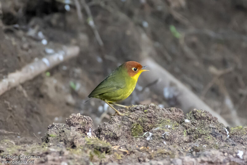 Chestnut-headed Tesiaadult breeding, song