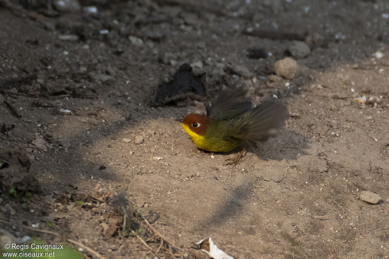 Chestnut-headed Tesiaadult breeding