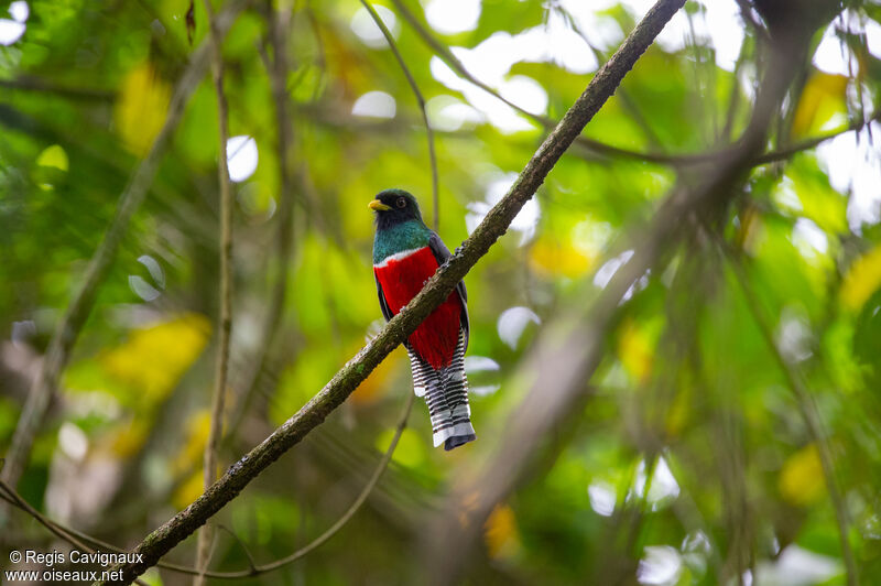 Trogon rosalba mâle adulte, portrait