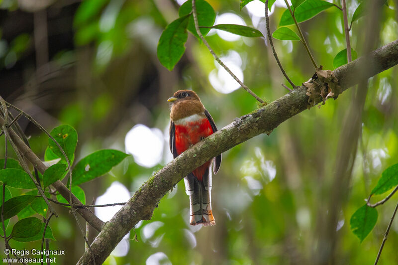 Trogon rosalba femelle adulte, portrait