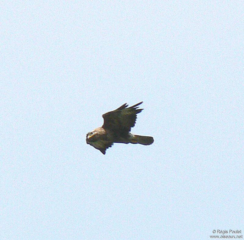 Golden Eagle, Flight