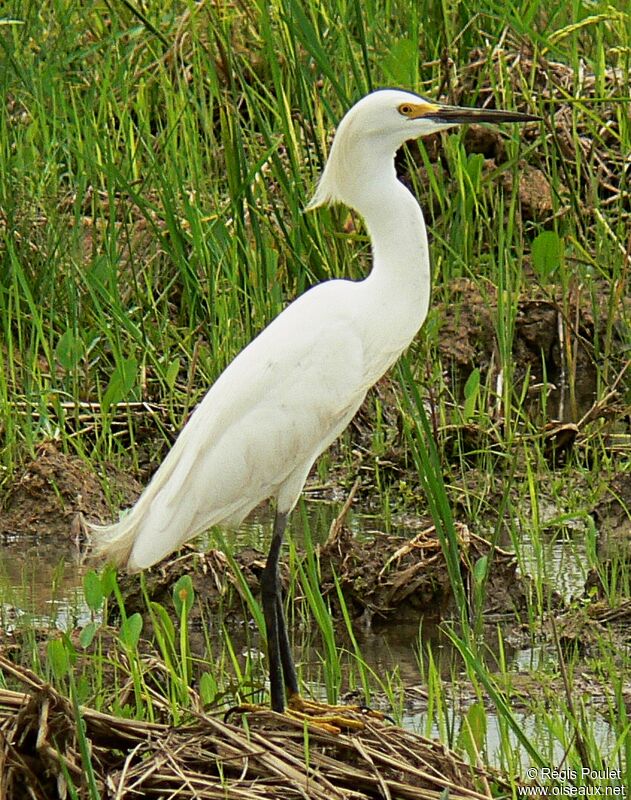 Aigrette garzette, identification