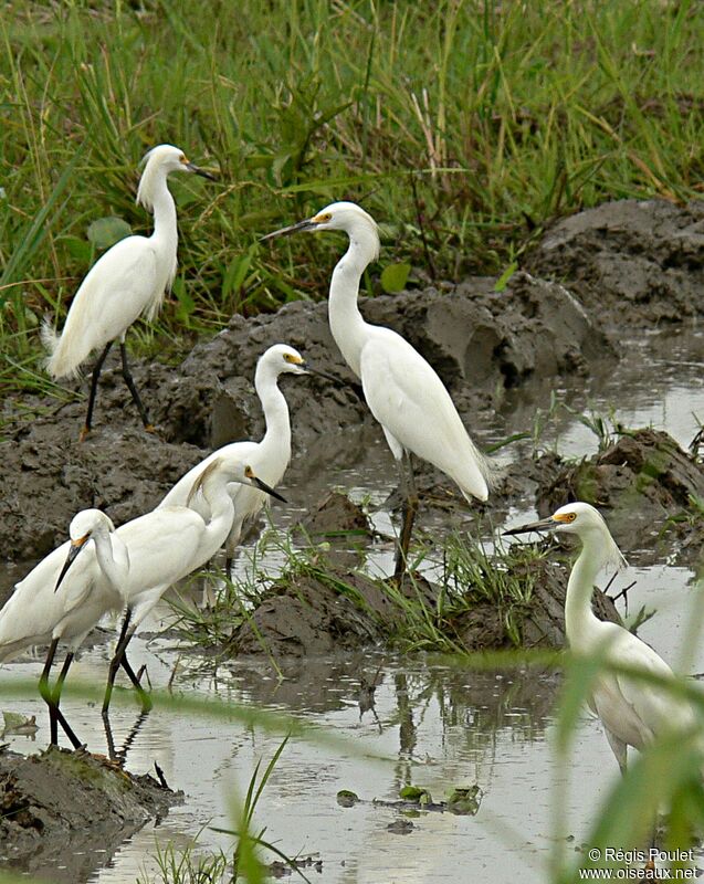 Aigrette garzette, identification, Comportement