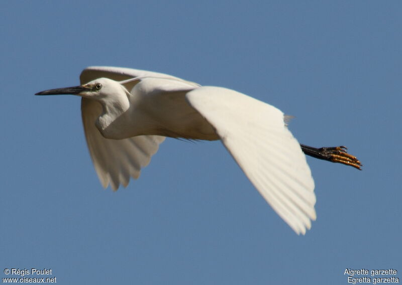 Aigrette garzette, Vol