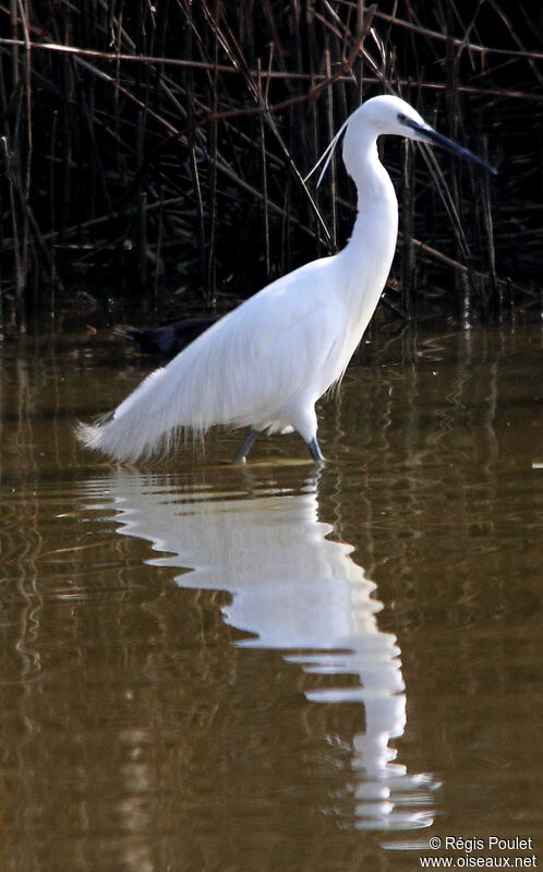 Aigrette garzette