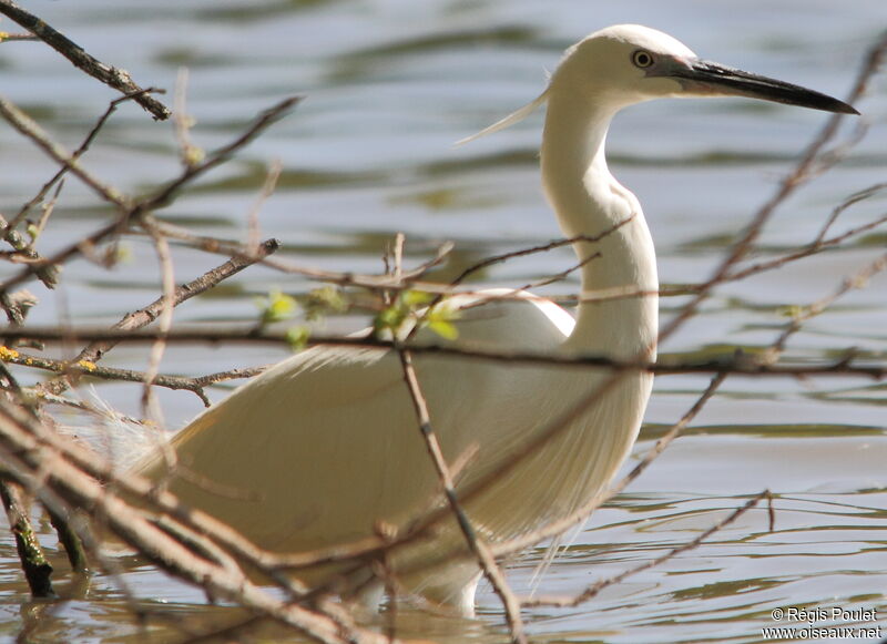 Aigrette garzette, identification