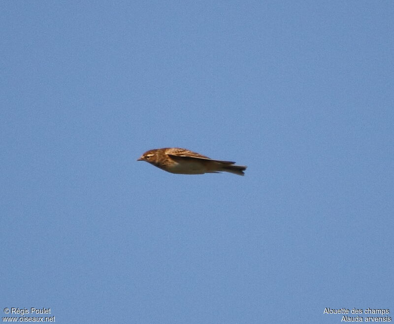 Eurasian Skylark, Flight