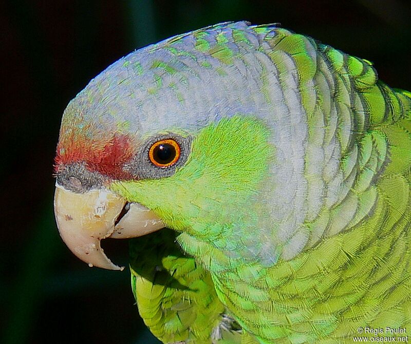 Lilac-crowned Amazon