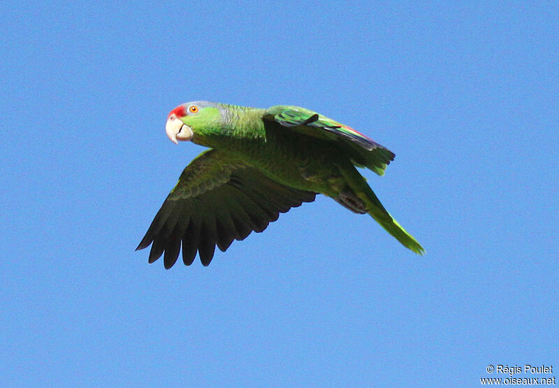 Amazone à couronne lilas, Vol