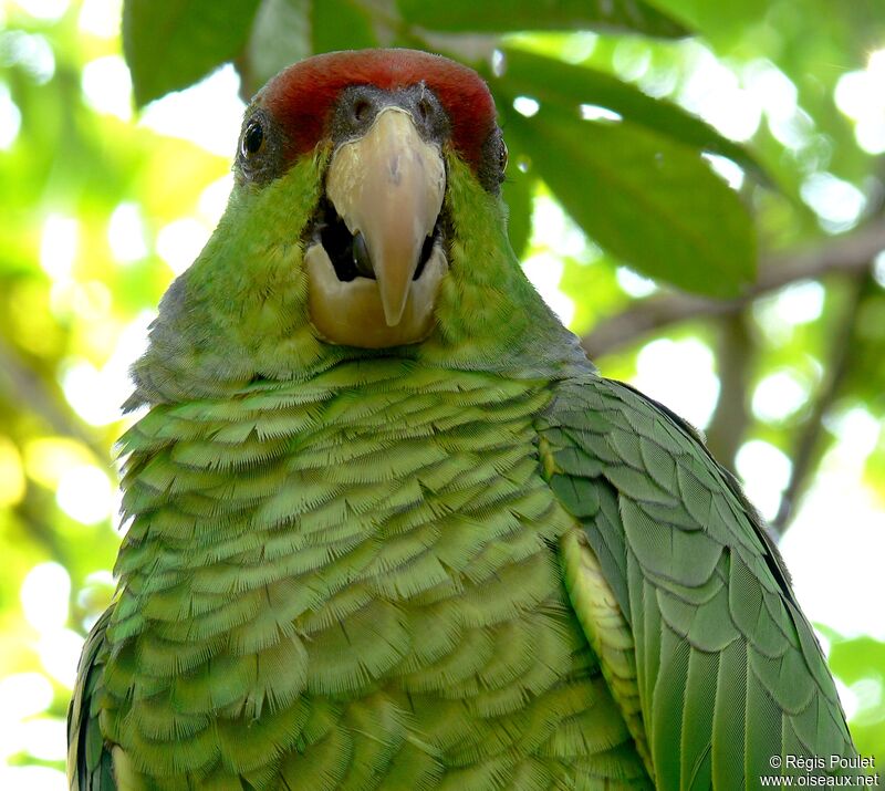 Amazone à couronne lilasadulte