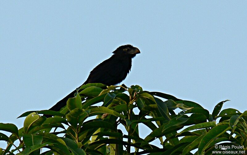 Smooth-billed Ani, identification