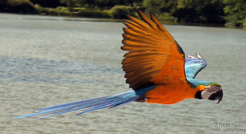 Blue-and-yellow Macawadult, Flight