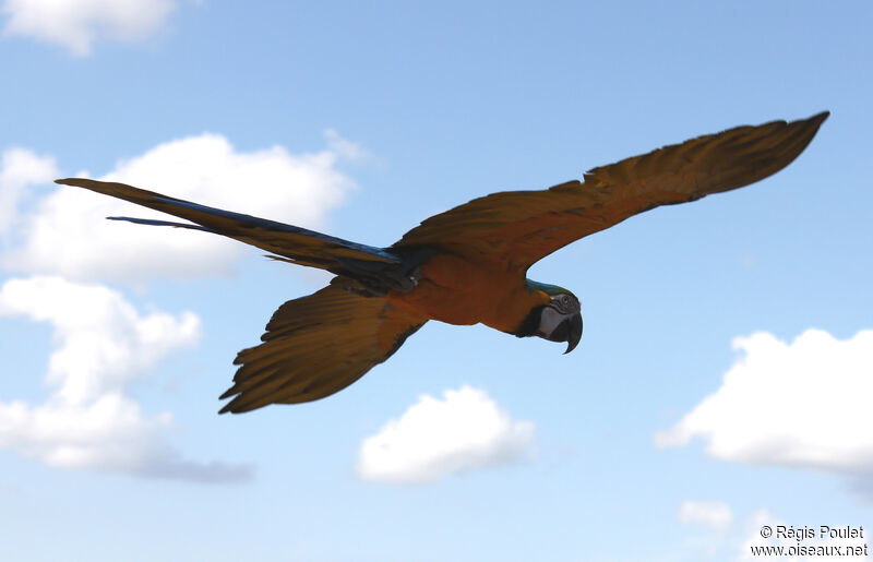 Blue-and-yellow Macaw, Flight