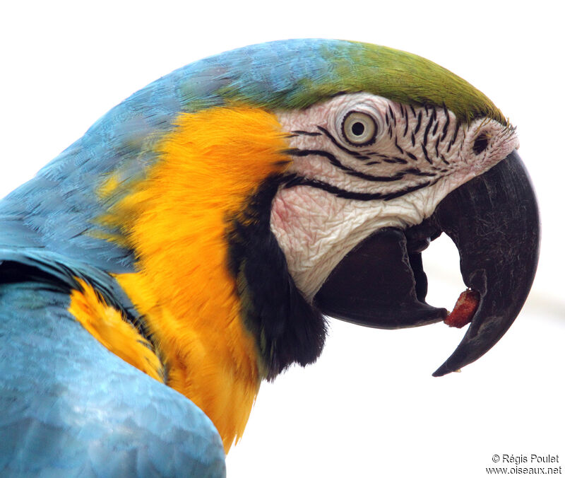 Blue-and-yellow Macawadult, identification