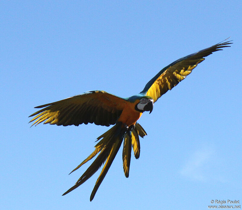 Blue-and-yellow Macaw, Flight