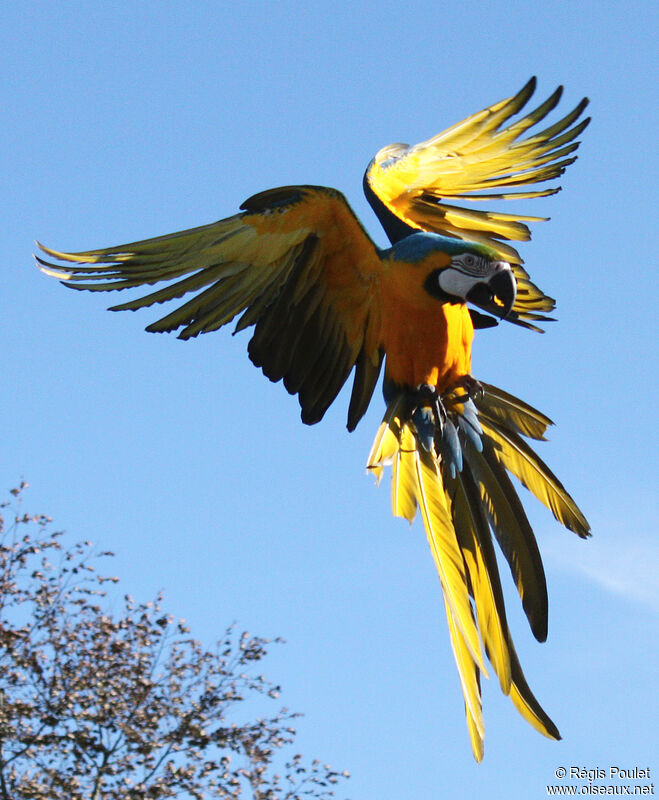 Blue-and-yellow Macaw, Flight