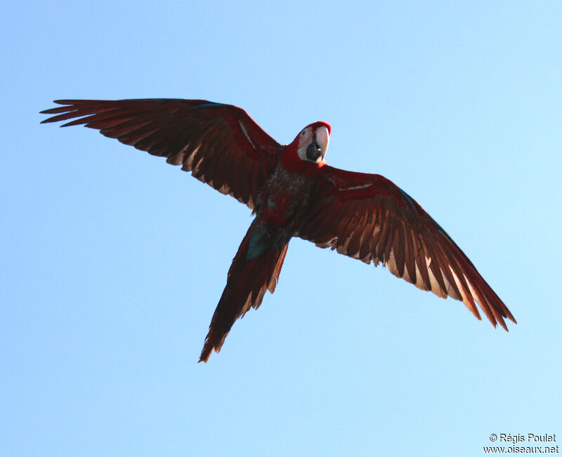 Red-and-green Macawadult, Flight