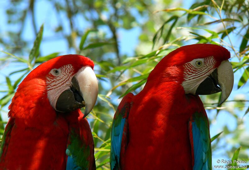 Red-and-green Macaw adult, identification