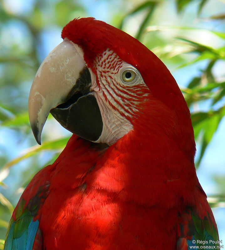 Red-and-green Macawadult