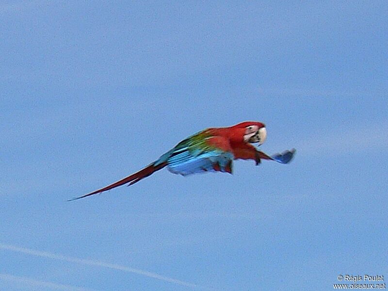 Red-and-green Macawadult