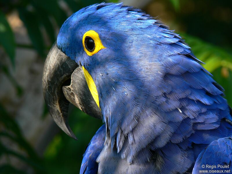 Hyacinth Macaw