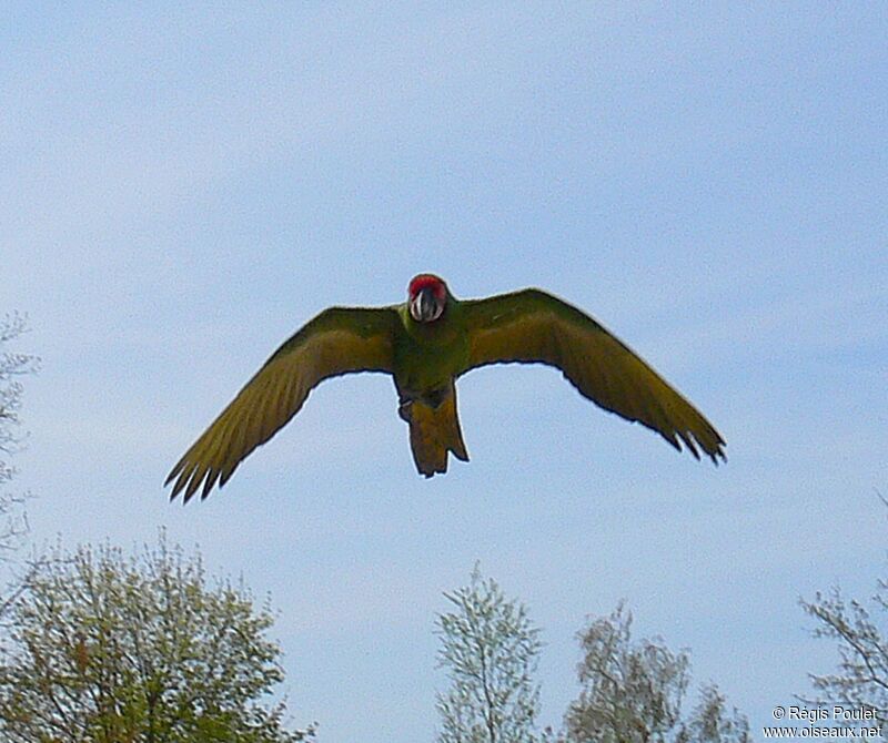 Military Macaw