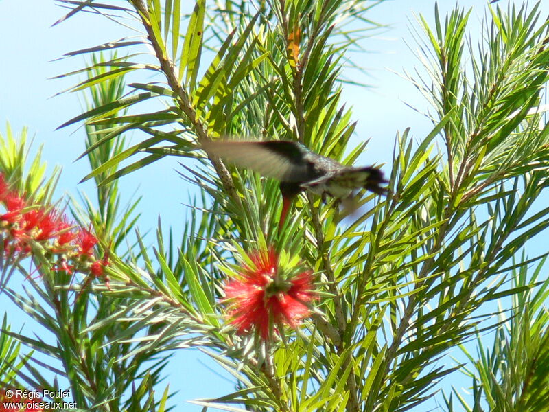 Glittering-throated Emerald