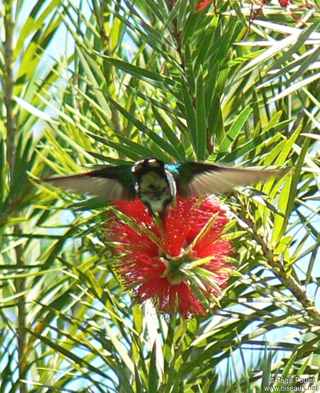 Glittering-throated Emerald