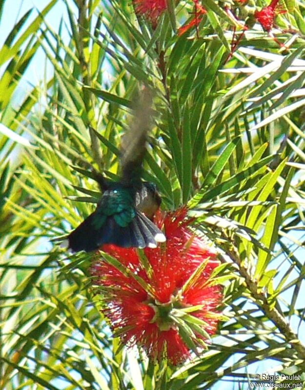 Glittering-throated Emerald