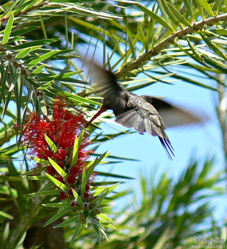 Glittering-throated Emerald