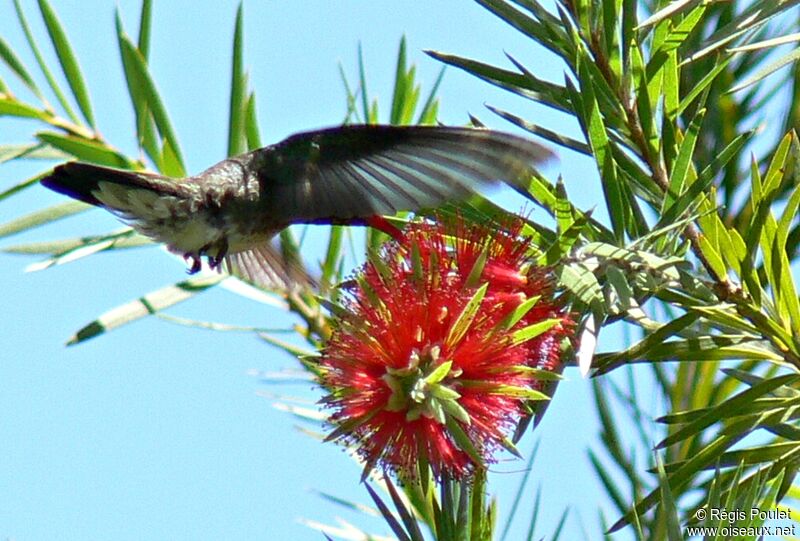 Glittering-throated Emeraldadult, Flight