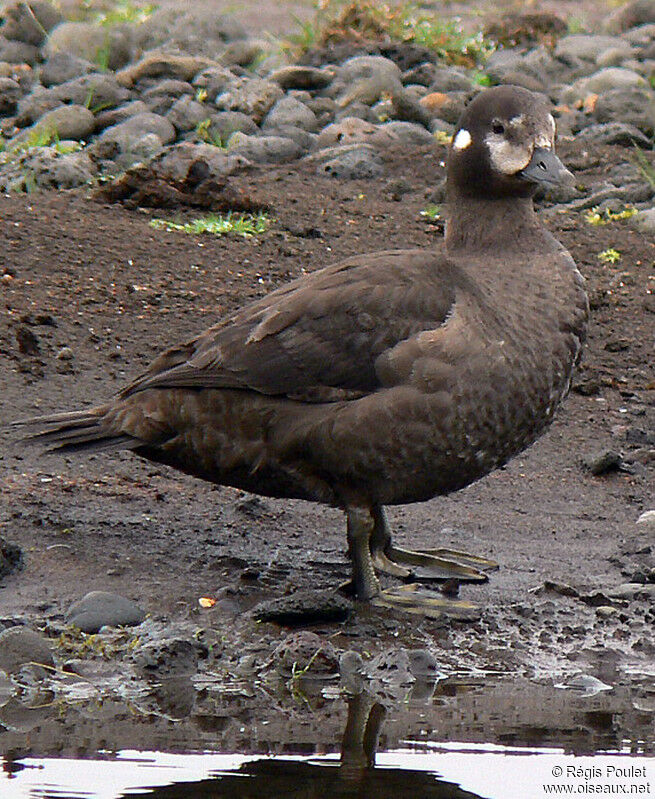 Arlequin plongeur femelle adulte, identification