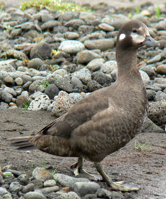 Arlequin plongeur femelle adulte, identification