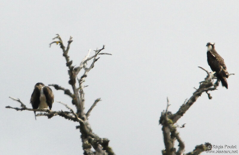 Balbuzard pêcheur