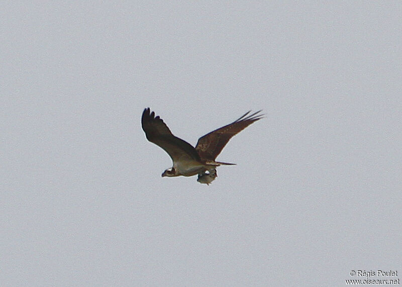 Balbuzard pêcheur