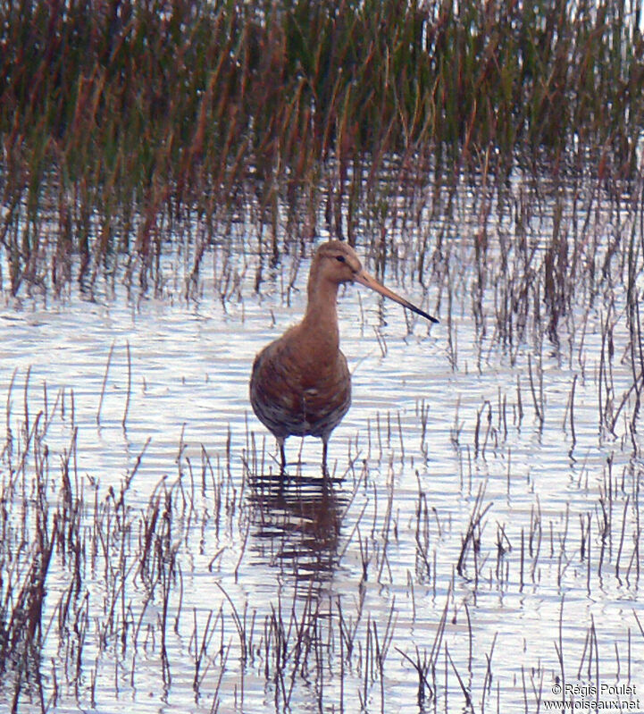 Black-tailed Godwit male adult breeding