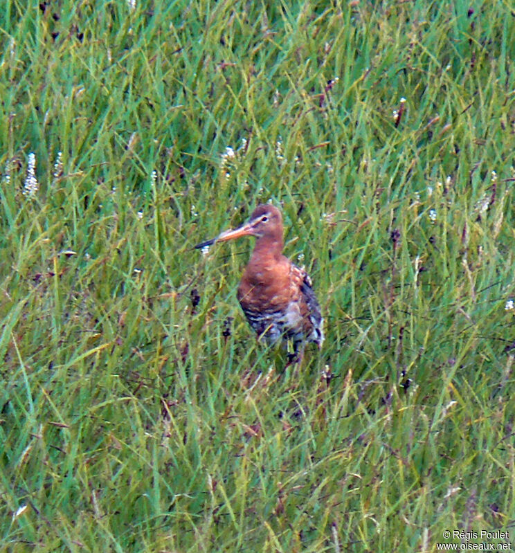 Black-tailed Godwit male adult breeding