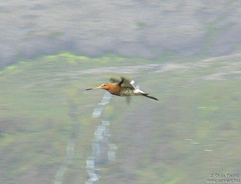 Black-tailed Godwit male adult breeding